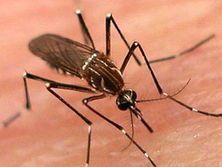 दिल्ली में मानसून के साथ बढ़ा डेंगू का खतरा:एम्स की चेतावनी- लक्षणों को नजरअंदाज किया तो पड़ सकता है भारी
